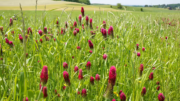 Field of crimson clover