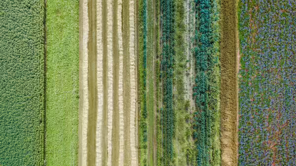 Aerial view of multiple agricultural field strips in varying stages of growth.