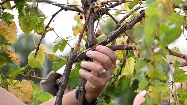 hand pruning grape vines