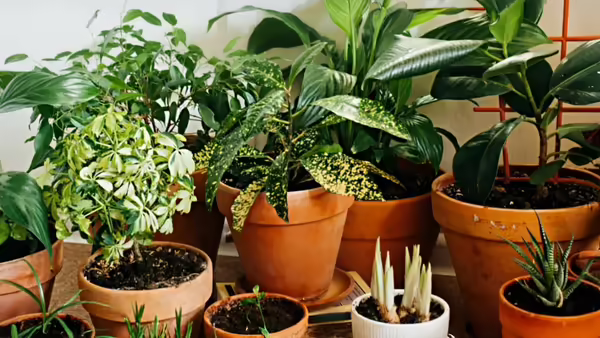 green plants in terra cotta planters