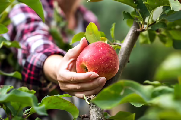 A person reaches into the canopy of a tree to pick an apple