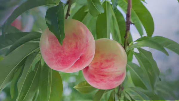 Peaches growing on trees.