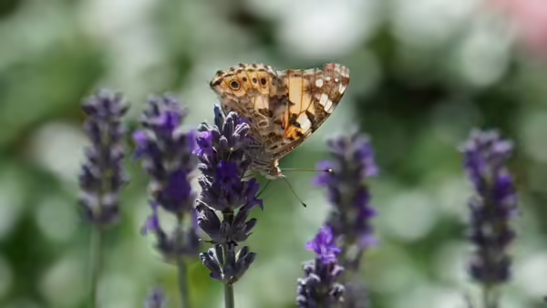 orange and black butterfly on purple flower