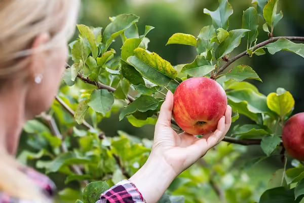 Side view of a person reaching towards an apple hanging from a tree branch