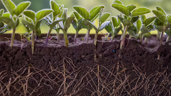 Looking into a side view of soybean plants growing in soil with below soil level roots exposed