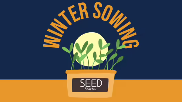 Cartoon seedlings with winter sowing
