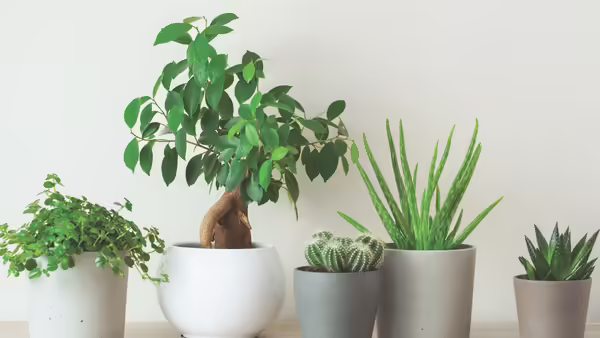 five houseplants along a blank wall