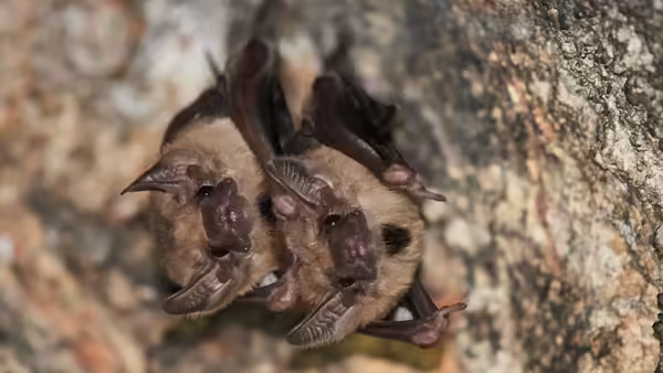 Brown bats hanging