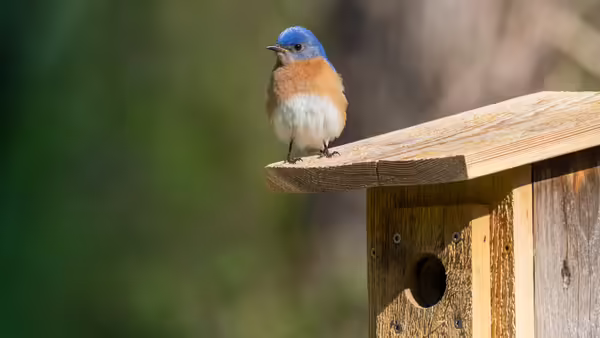 bluebird nest box