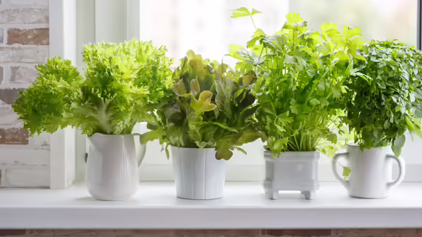 herbs and lettuce growing in pots
