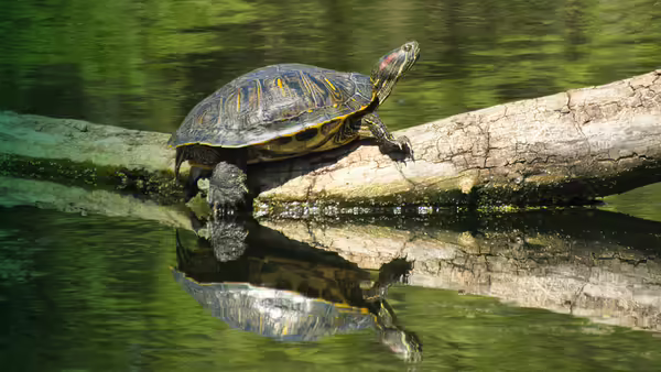 turtle sitting on log in water