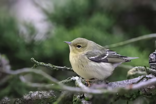 a gray and yellow songbird perched on a branch