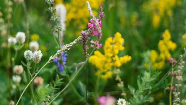 yellow pink purple flowers