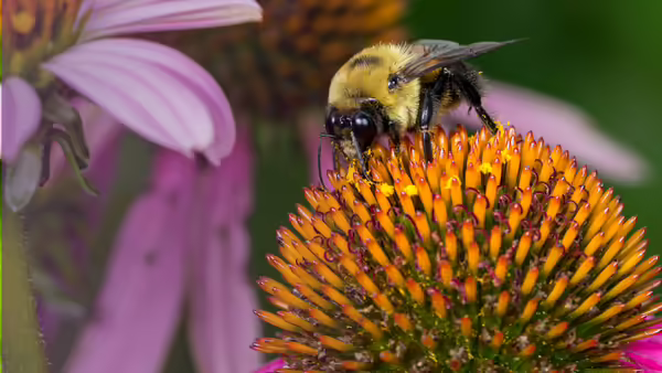 bee on flower