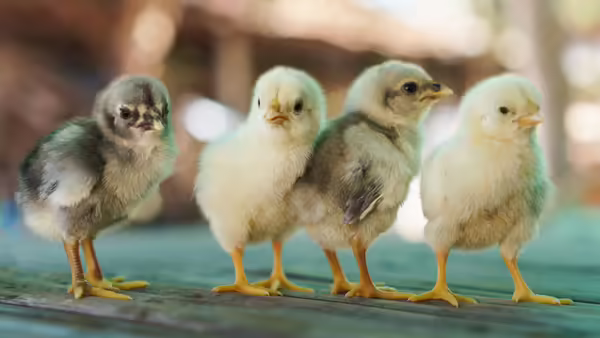 a row of four chicks