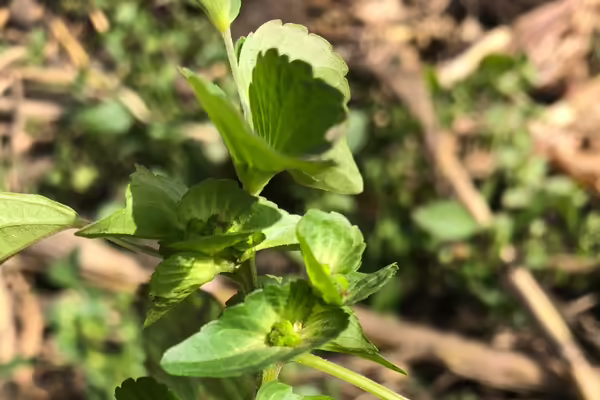 close up of Asian Copperleaf weed