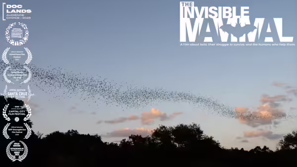 Bats The Invisible Mammal