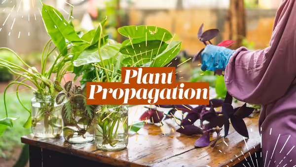 Plant Propagation variety of houseplants, gloved hand cutting a plant