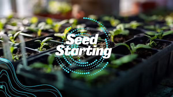 Seed Starting container with small sprouted plants