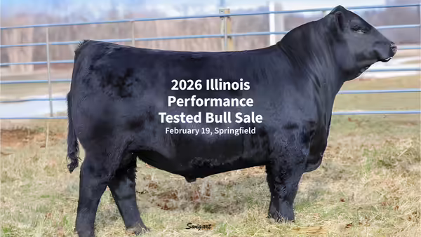 The side view of a bull posed for a sale catalog