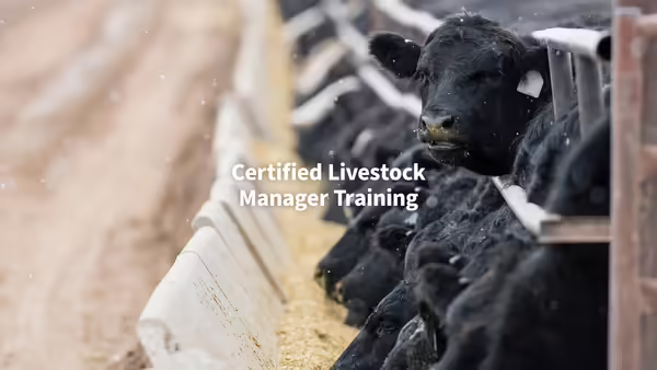 Looking down a row of beef cattle sticking their heads through to eat from a feed bunk