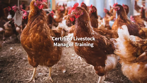 A group of brown chickens standing freely together inside a facility