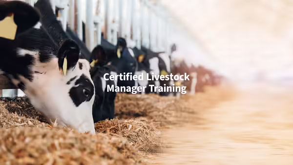 Looking down a row of dairy cattle sticking their heads through feeders to eat silage on the ground