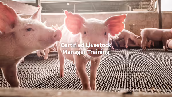 Young pigs walking around on slatted floors in a building