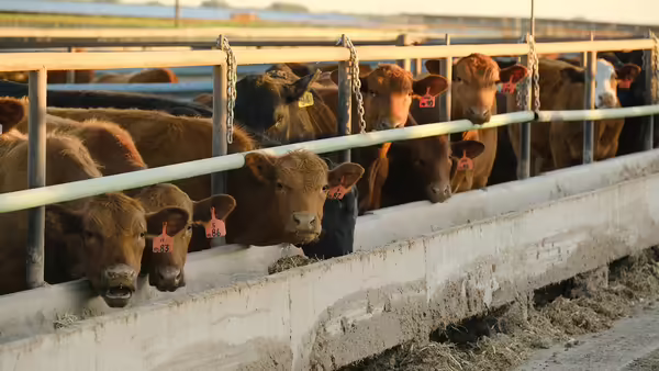 Side view of a concrete feed bunk filled while beef cattle eat from it. 