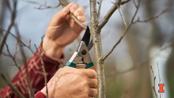 hands pruning a small branch on a bare fruit tree in winter