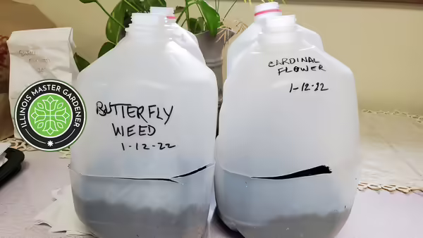 water jugs with soil and labeled with plant names