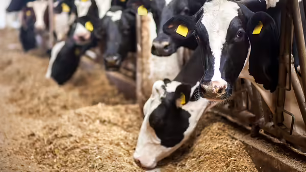 Dairy cows at feed bunk