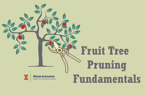 fruit tree and pruner