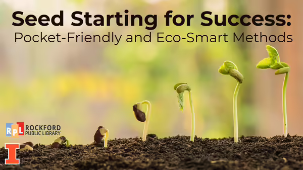 plant in soil progressively getting taller