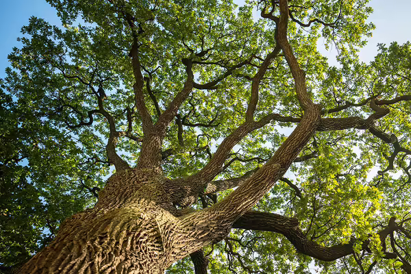 View looking from the ground up into a large tree filled with lush, green leaves