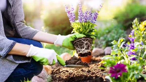 A gardening planting a flower in a garden.