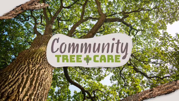 View looking from the ground up into a large tree filled with lush, green leaves