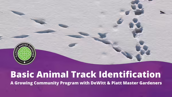 Basic Animal Track Identification A Growing Community Program hosted by DeWitt & Piatt Master Gardeners text shown over purple background with animal tracks pictured