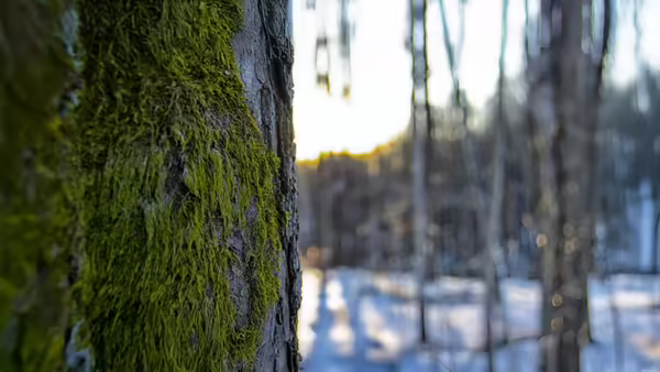 tree with moss