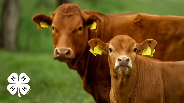 Brown adult cow and calf