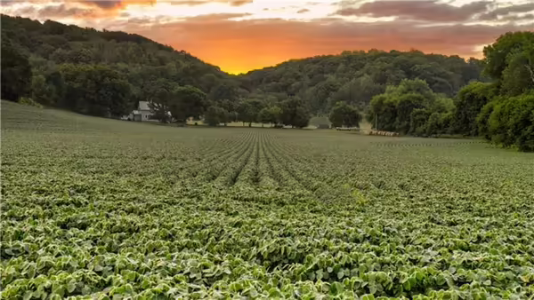 Soybean fields