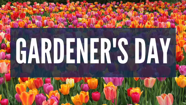 Gardener's Day. Red, orange, yellow, and pink tulips.