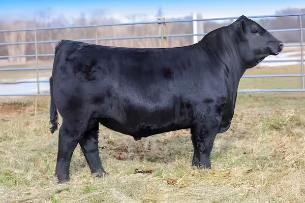 A black angus bull side view pose outdoors for sale catalog listing style