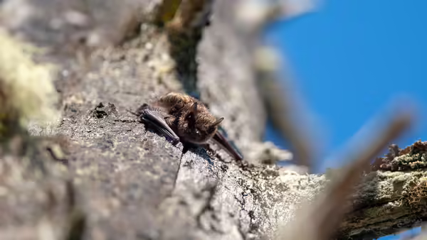 A little brown bat on a tree