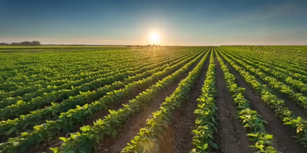 A field of soybeans 