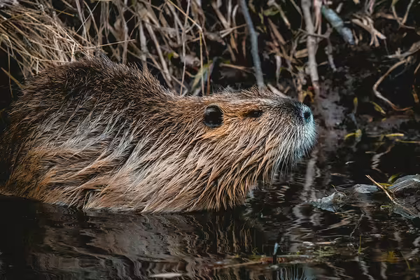 beaver in water