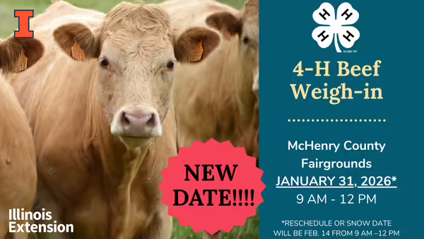 4-H Beef weigh in 