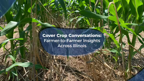Looking at ground level between crop rows with corn growing through cover crop residue