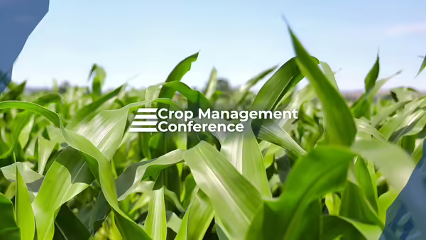 Looking out to a farm field filled with growing, bright green corn leaves on a blue sky day.