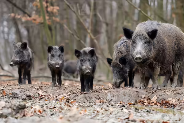 A group of feral pigs in a forest